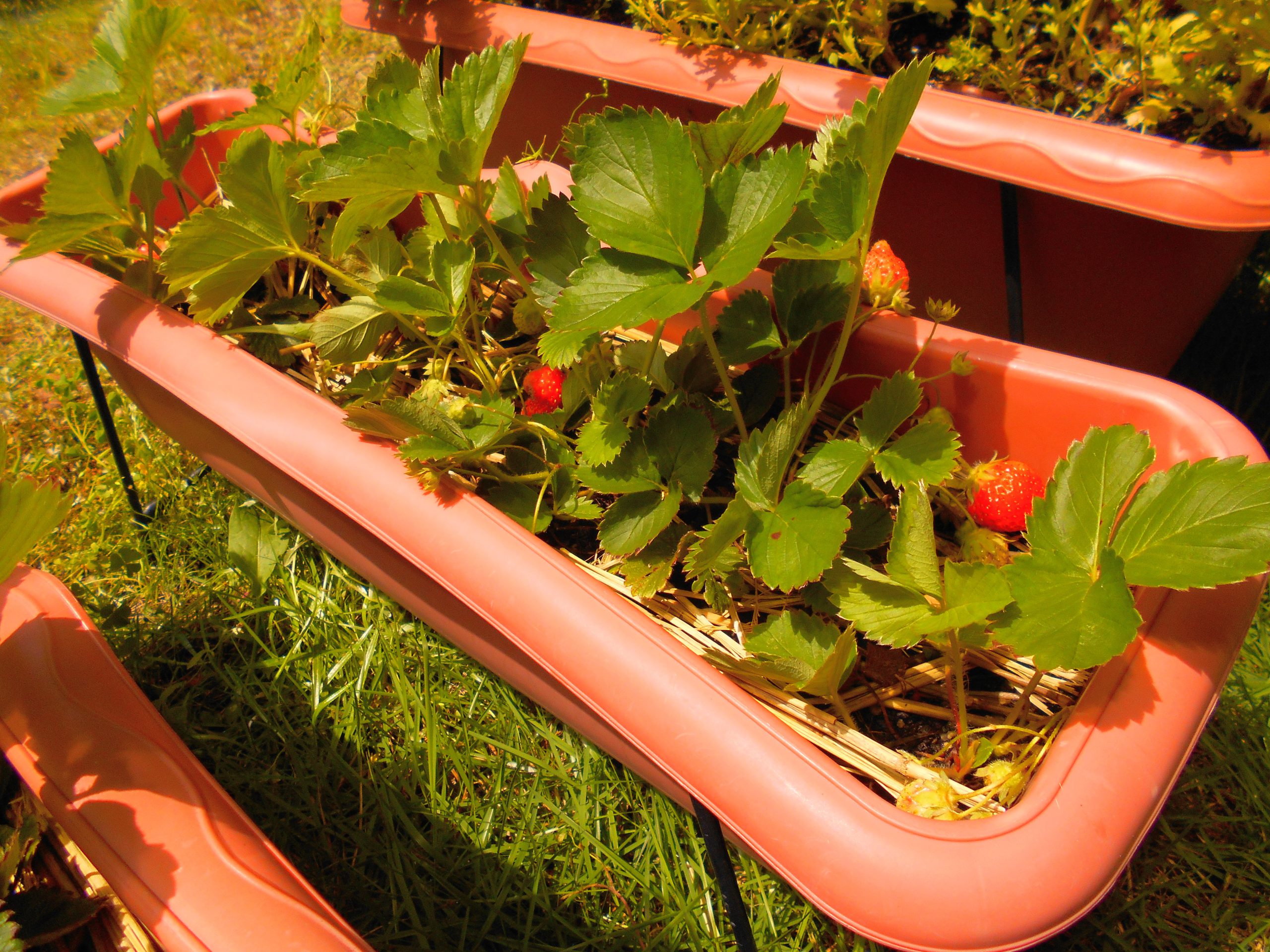 美味しい！嬉しい！いちご狩り(๑´ڡ`๑)