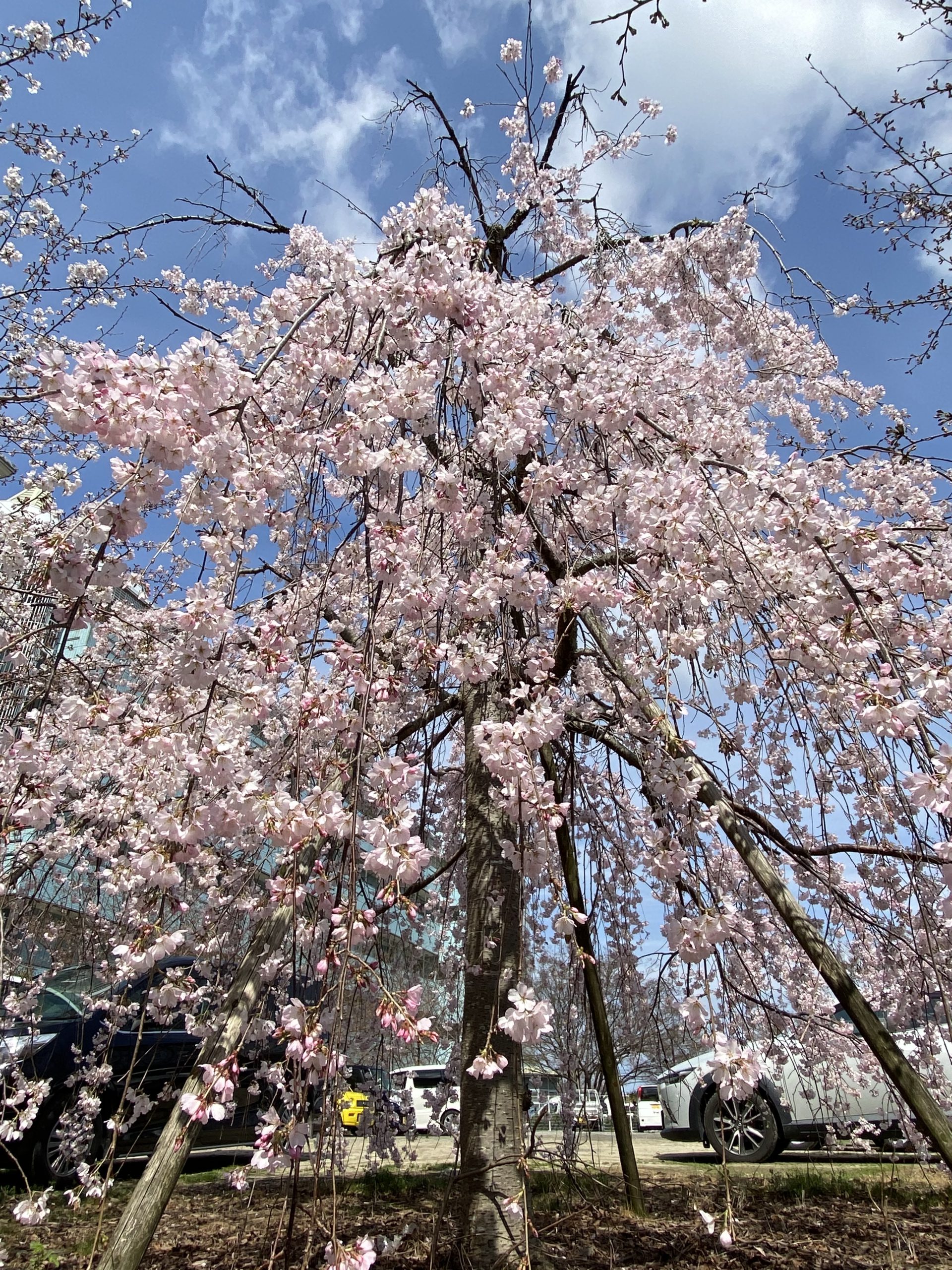 🌸しだれ桜が満開を迎えました🌸