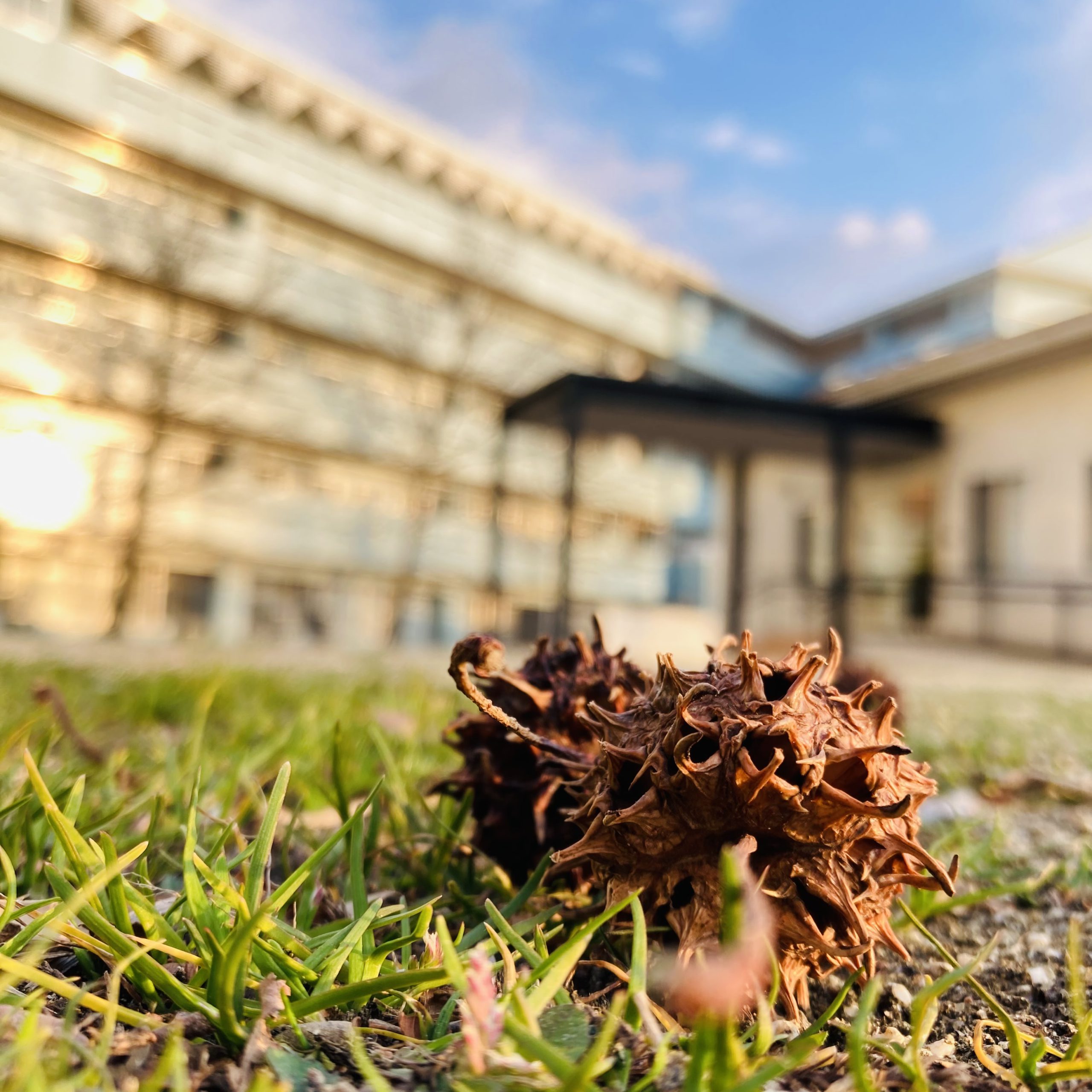 ふうの木🌳って知っていますか？